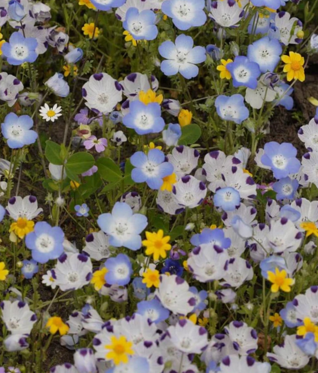 Seeded Memories Reduce your celebration waste! Greeting cards made from 100% recycled materials with embedded wildflower seeds. Plant our cards to grow non-invasive wildflowers and make your memoires bloom!